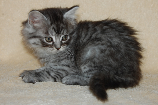 Patchouli 7 Wochen.jpg